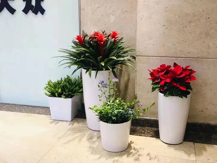 北京办公室绿植租赁 盆栽植物出租与批发租摆全面指南