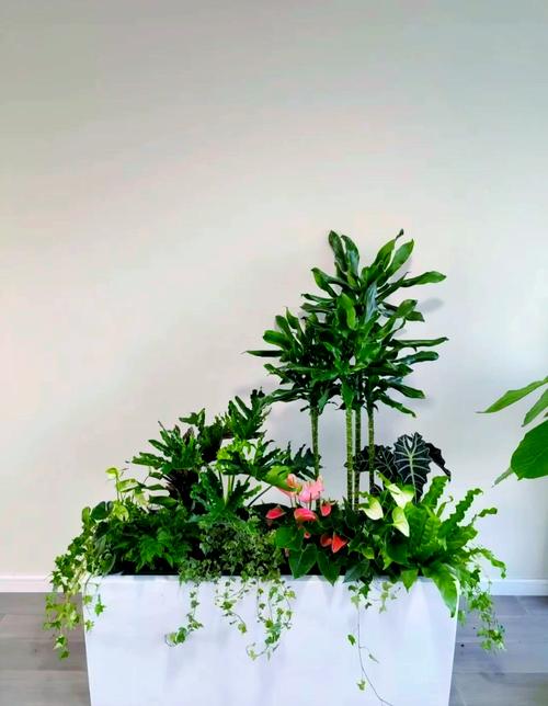 宾馆绿植花卉租赁服务 美化空间、降低成本的智慧之选
