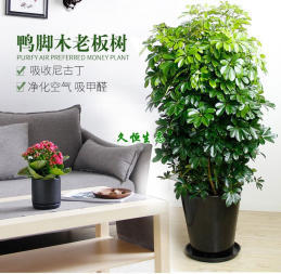 绍兴花卉绿植出租 免费定制方案，满足您对绿色空间的所有想象