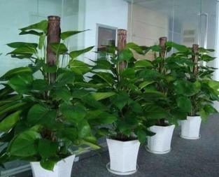 天津绿植租赁与花卉配送服务全攻略 打造室内自然生态