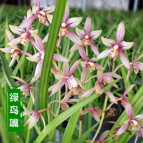 绿鸟嘴兰 室内盆栽的芬芳之选，轻松体验花卉租借新时尚