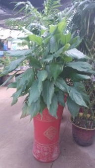 苏州绿植租摆与园艺服务 打造商务与生活空间的自然美学