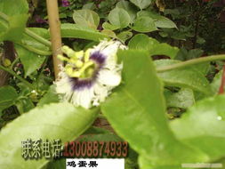 深圳园林与绿植租摆服务全解析 从花卉公司到一体化解决方案