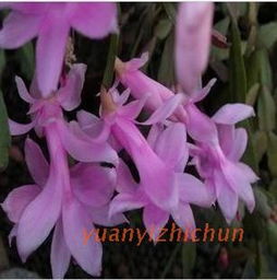 蟹爪兰 多肉界的绿植佳品，装点生活与净化空气的完美结合