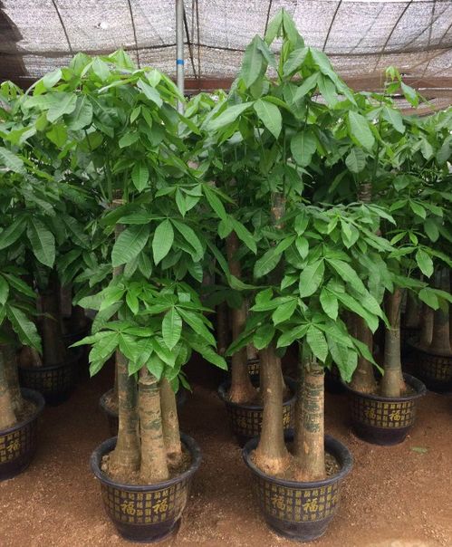 深圳专业花卉绿植服务 租借、销售与养护的一站式解决方案