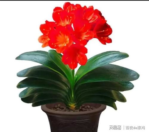 四季常青，福泽满堂 这4种好养又吉利的绿植，点亮家居新气象