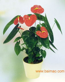 星沙泉塘花卉绿植租赁 为长沙星沙单位打造绿色办公环境