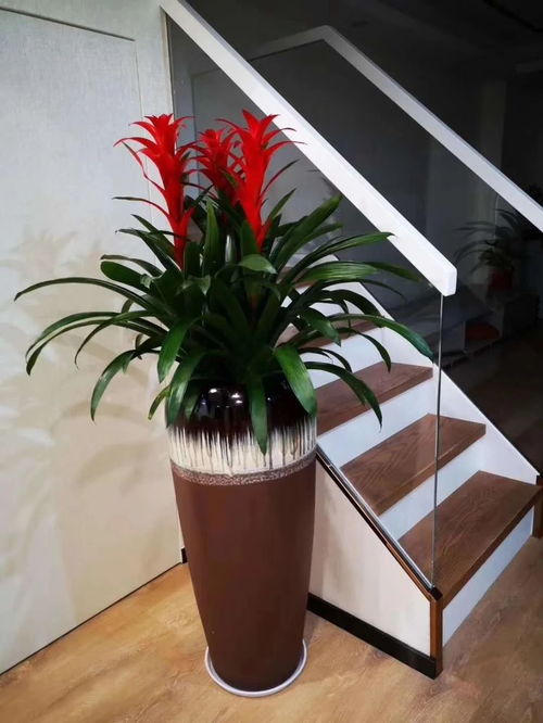 深圳办公室花卉绿植租摆服务 美化空间，焕发企业活力