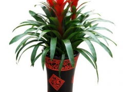 东直门内地区专业化绿植租摆与花卉租赁服务 品质与便利的完美融合