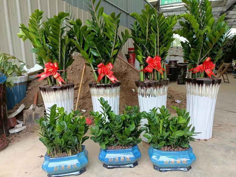 南宁江南区花卉绿植租摆指南 出租、批发、养护一站式服务
